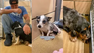 Shelter dog realizes he’s been adopted