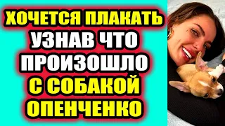 Дом 2 свежие новости 1 июня 2022 От рук участников пострадала собака на Доме-2