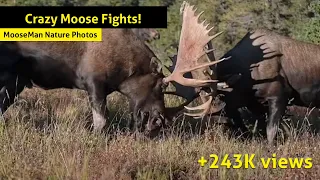 Crazy Moose Fights Some of the huge Alaska bull moose fights