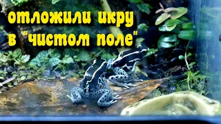 Размножение пятнистых древолазов Dendrobates tinctorius