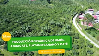 Producción orgánica de limón, aguacate, plátano, banano y café - por Juan Gonzalo Angel Restrepo