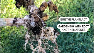 Gardening with Root Knot Nematodes