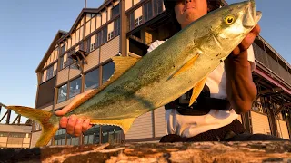 URBAN YELLOWTAIL FROM LAND!!! (Sushi for days!)