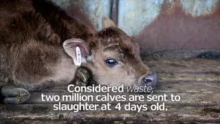 The life of a dairy calf in 60 seconds