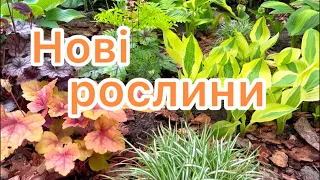 НОВІ РОСЛИНИ. КАМʼЯНА ГІРКА. 🧡🌿 МІЙ САД