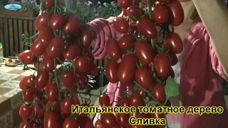 Обзор самых популярных сортов томатов, которые выращивают у нас!