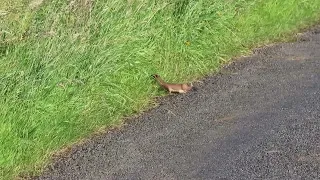 Stoat