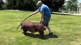 Shipley Swine Genetics Duroc Boar Warpath