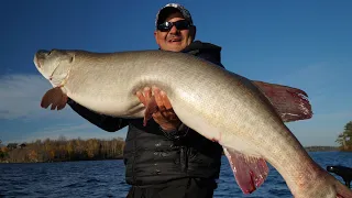 MASSIVE MUSKIE CAUGHT ON CAMERA! (50LB+) (compilation)