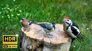 37min of Forest Bird Sounds - Sons d'oiseaux de la forêt