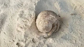 4-й выпуск из Сейшел на острове Ла Диг. Дикие пляжи Anse Bonnet, Anse Marron, Anse Cocos