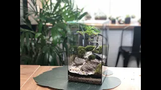 How to make a terrarium: Sekijoju Bonsai