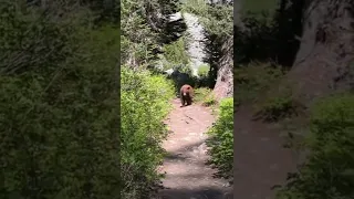 Big Black Bear Encounter