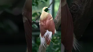 Birds photos Vlogs nature 🦜🦜🦜