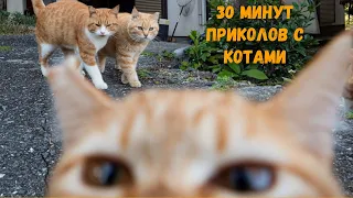 Большой выпуск приколов с котами за месяц Смешные КОТЫ КОТИКИ КОТЯТА 26 минут