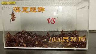 1000只蟑螂 VS 澳宽螳螂/Mantis VS 1000 cockroaches, what will happen?