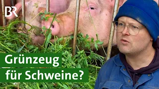 Glückliche Schweine und besseres Fleisch mit Grünfutter statt Kraftfutter? | Unser Land | BR