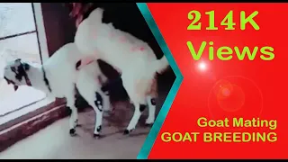 Totapari Goat Mating | Goat Breeding part 1