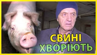 Свиньи Болеют Что Делать?!