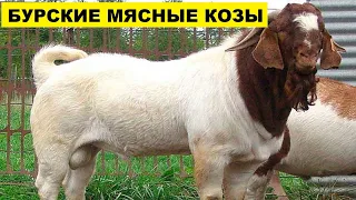 Разведение мясных Бурских коз | Козоводство | Бурская порода коз и ее особенности