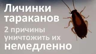 Личинки тараканов: как они выглядят и чем они опасны в квартире?