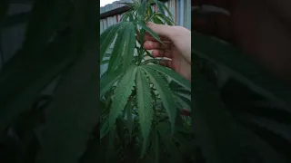 Outdoor 2"Big Devil 95 дней🌱.. Дьявол остался один👿АУТ 2020