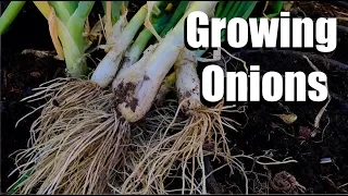 3 Tips for Growing Onions & How to Start Onion Seeds Inside and Outside