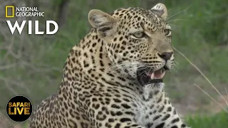 Safari Live - Day 291 | Nat Geo Wild