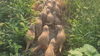 large number of meerkats