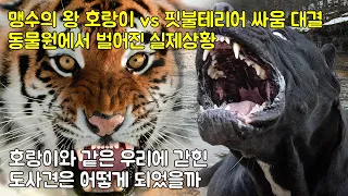 맹수의 왕 호랑이 vs 핏불테리어 싸움 대결 동물원에서 벌어진 실제상황 호랑이와 같은 우리에 갇힌 도사견은 어떻게 되었을까