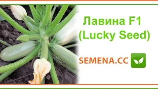 Лавина F1 кабачок ( Lucky Seed ) Культура в полі