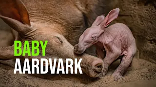 Joy As First Baby Aardvark Is Born At Chester Zoo
