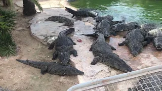 Кормление крокодилов. Тунис. Джерба.