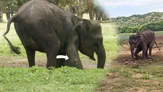 Feeding and Treating poor injured Elephant which has been shot by evil poacher | Elephant Abscess