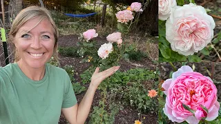 Turning My Rose Bush in Standard Tree Rose. Should I? That is the Question 🧐 //FlowerFanatic