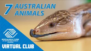 Bearded Dragons, Skinks, & More: Learn About 7 Australian Animals