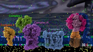 Electron transport chain