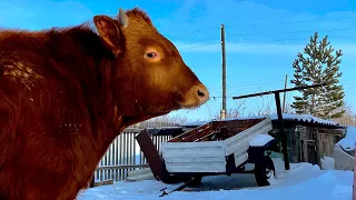 Быков и ТЕЛОК выпустил на свободу😱 что они вытворяют ?