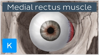 Medial Rectus Muscle of the Eye (musculus rectus medialis bulbi)  - Human Anatomy | Kenhub