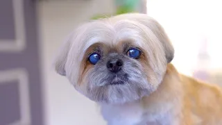 Shih Tzu dog with pretty blue eyes! I'll make you prettier!! ✂️❤️🐶