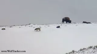 Yellowstone’s Oldest Pack