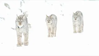 RARE SIGHTING!! FAMILY OF LYNX WALKING IN THE SNOW!