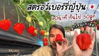 JAPANESE STRAWBERRY JUMBO SIZE!! 1800 YEN 40 MINS / OKAYAMA/NAKAYAMA FARM