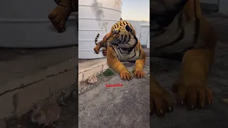 The tiger is back | Mirugaa| 4K(EnglishSubtitle) 2023#shortsvideo