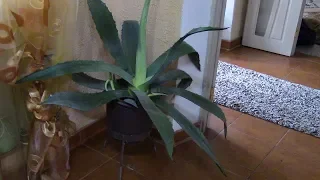 Agave. What is better overflow or underfilling ?!