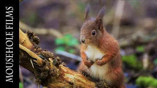 Filming Wildlife | The Red Squirrels of Formby Wood (2018)