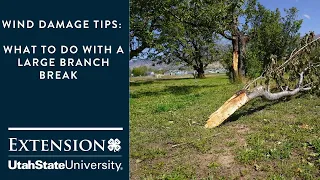 Wind Damage Tips: What to do with a Large Branch Break