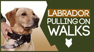 LABRADOR TRAINING! How To Stop Your Labrador Pulling On Walks!