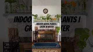 Indoor plants that can grow in water! *No soil needed* #indoorplants #hydroponics #planttour #shorts