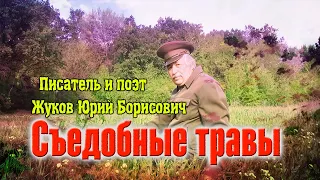 Съедобные травы дикоросы (сорняки) на приусадебном участке.